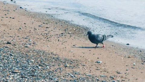 Pigeon On The Beach Alone Stock Footage 274834859