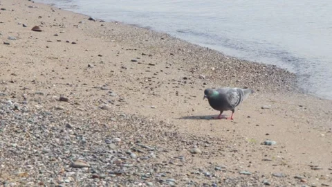 Pigeon On The Beach Alone Stock Footage 274834866
