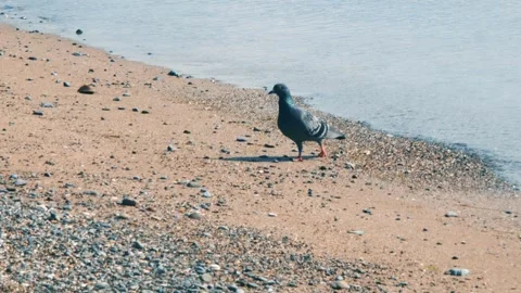 Pigeon On The Beach Alone Stock Footage 274834883