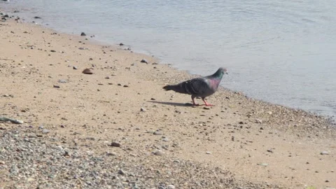 Pigeon On The Beach Alone Stock Footage 274834884