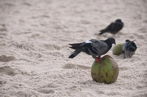 Pigeon on a beach with coconuts Fotos de archivo