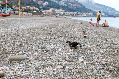 The pigeon on the beach Stock Photos