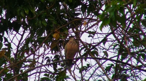 Pigeon - beheaded - hides head under rain on tree branch under rain V2 Stock Footage 7739989