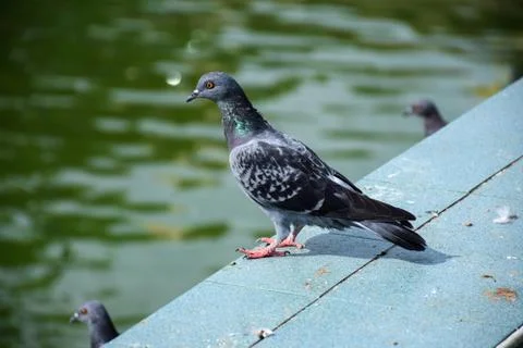Pigeon on bench Stock Photos