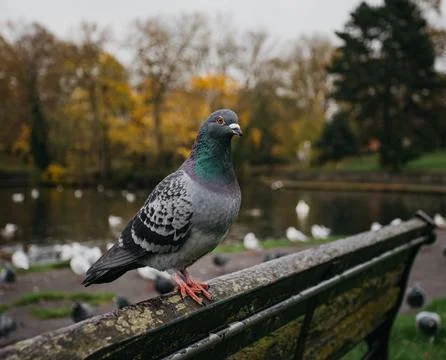 Pigeon on a bench Stock Photos
