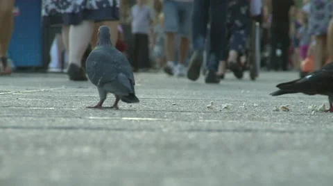 Pigeon between the legs Stock Footage 8693208