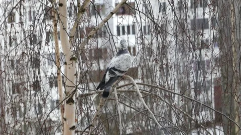 Pigeon on a birch branch. Video stock 116880674