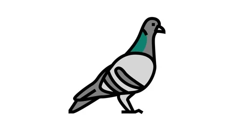 pigeon bird color icon animation Stock Video Pond5