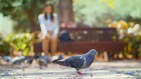 Pigeon bird Eats and shits in the park. Against the background of a Girl Stock Footage 147545721