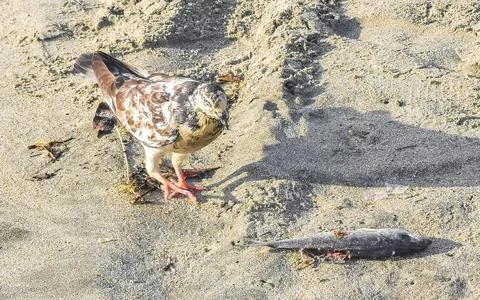 Pigeon bird eats dead fish on the beach in Mexico. Foto stock