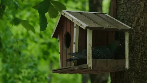 Pigeon in a bird feeder on a tree Stock Footage 194115170