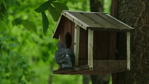 Pigeon in a bird feeder on a tree Stock Footage 194115247