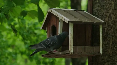 Pigeon in a bird feeder on a tree Stock Footage 194115363