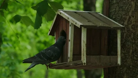 Pigeon in a bird feeder on a tree Stock Footage 194115408