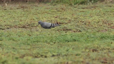 Pigeon Bird of the field Stock Footage 151029639
