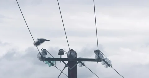Pigeon bird flying from electricty wire pole perch Stock Footage 158259985