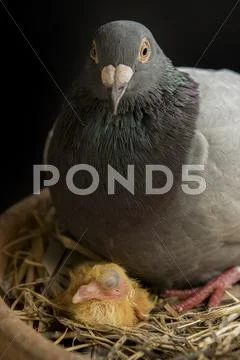 Pigeon bird hatching in home loft Stock Photos