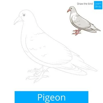 Pigeon bird learn to draw vector Stock Illustration