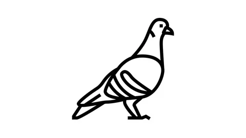Pigeon Bird Animation Stock Video Footage | Royalty Free Pigeon Bird  Animation Videos | Pond5