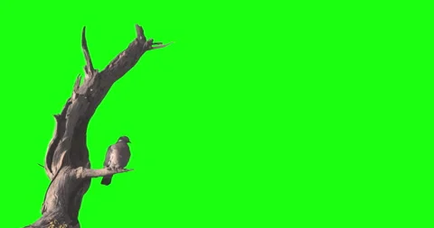 Pigeon bird perched on bare tree trunk branch green screen Stock Footage 328169174