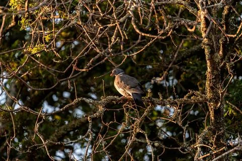 Pigeon-like bird perched on the branch of a tree looking to the left Stock Photos