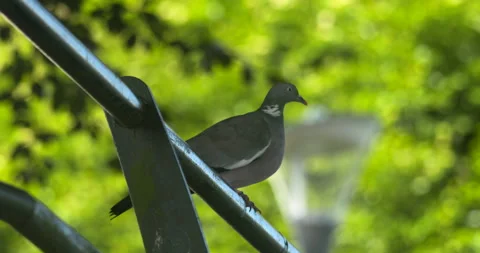 Pigeon bird perched on railing takes off flying beating wings soft focus Stock Footage 343295810