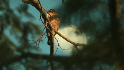 Pigeon Bird Perched On Tree Branch At Dusk In The Forest. low angle Stock Footage 247531404