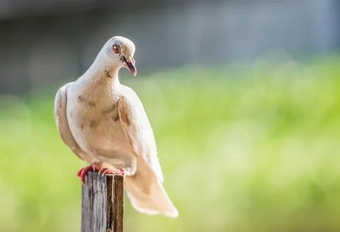 Pigeon bird Stock Photos