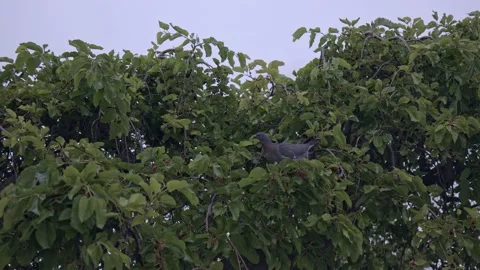 The pigeon bird sits on the branches of a tree looking around and flies away. Stock Footage 219766309