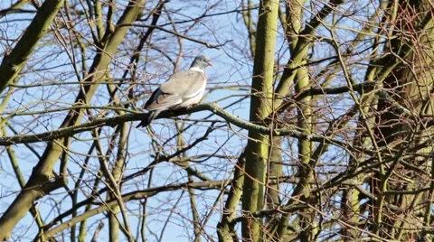 Pigeon Bird Sitting on Branch of Tree Swaying in a Gentle Breeze - Rural Setting Stock-Footage 48982589