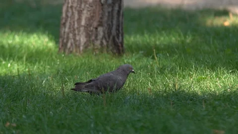 Pigeon bird sitting in grass Stock Footage 120034205