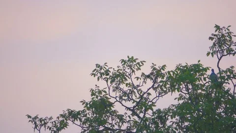 Pigeon Bird On A Tree in A Cloudy Day Then Flies Away Stock Footage 75059520