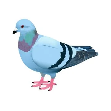 Pigeon bird vector illustration Stock-Illustration