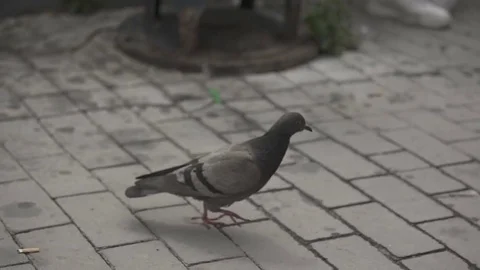 Pigeon bird walks in slow motion at a walkway, ground Stock Footage 71217166