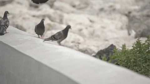 Pigeon bird walks in slow motion at a walkway, ground Stock Footage 71217671