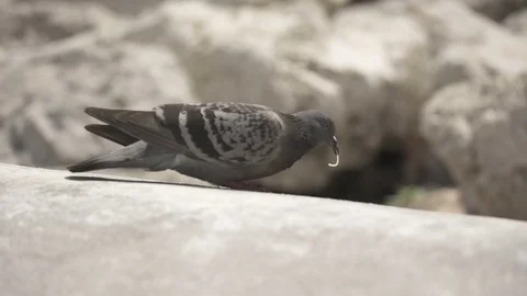Pigeon bird walks in slow motion at a walkway, ground Stock Footage 71217693