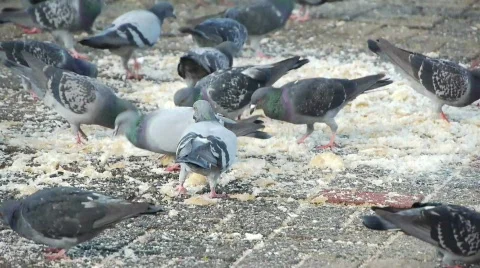 Pigeon birds in the city / feeding with leftover of bread Stock Footage