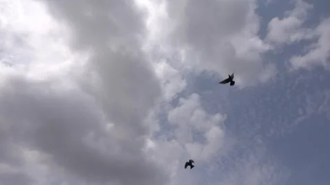 Pigeon birds flying in the sky flapping wings slow motion Stock Footage 252083124