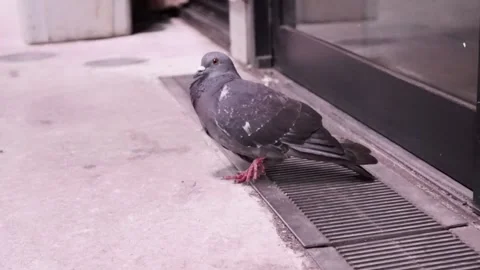 Pigeon Blinks Stock Footage 160814560