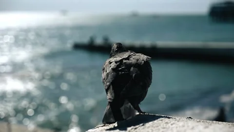 The pigeon is blown by the wind and its feathers are moving in the wind Stock Footage 334388665