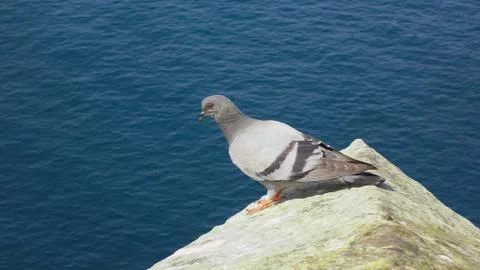 Pigeon with blue sea bottom on the coast Stock Photos