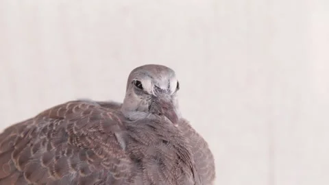 Pigeon on blur background Stock Footage 171364377