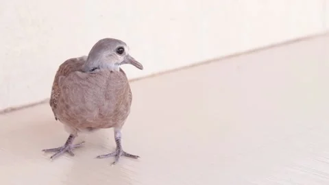 Pigeon on blur background Stock Footage 171364378