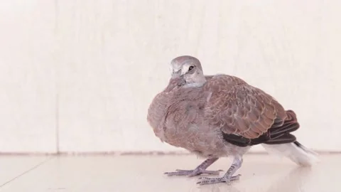 Pigeon on blur background Stock Footage 171364380