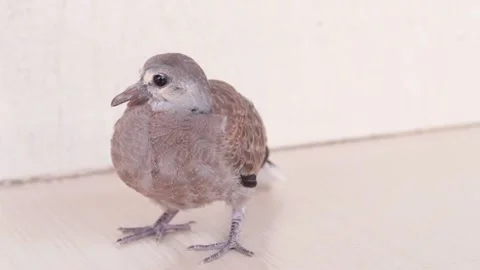 Pigeon on blur background Stock Footage 171364383