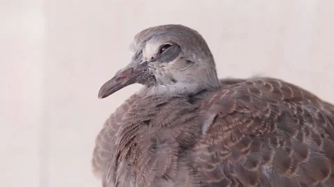 Pigeon on blur background Stock Footage 171364389