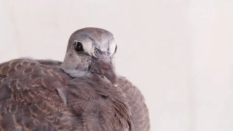 Pigeon on blur background Stock Footage 171364396