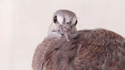 Pigeon on blur background Stock Footage 171364399