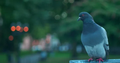 Pigeon with bokeh Video stock 136228574