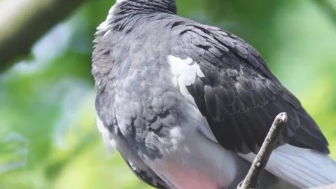 Pigeon on a branch cleans feathers Stockbeeldmateriaal 77103273